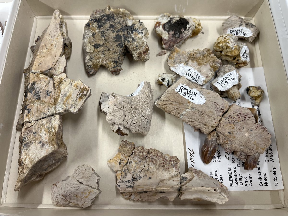 A pile of #Dimetrodon skull fragments for #FossilFriday. Just a tiny fraction of the multitude of bones, bits, and pieces from the Lower #Permian Rattlesnake Canyon site near Archer City, TX. #paleontology #fossils @PerotMuseum