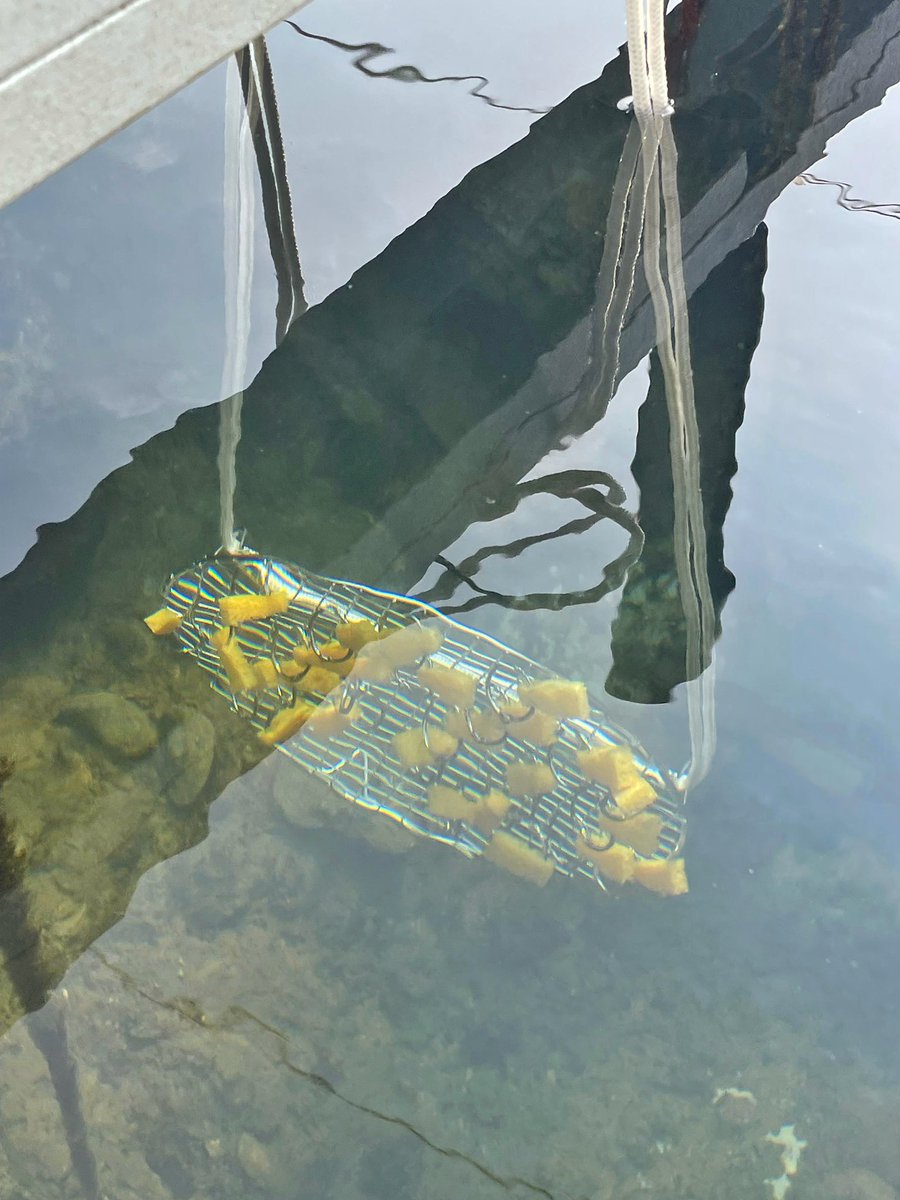 Have you ever feel tired from active sampling all the time? Our PhD student - Luke is developing a #passive sampling method of #eDNA using artificial sponges! 🧽