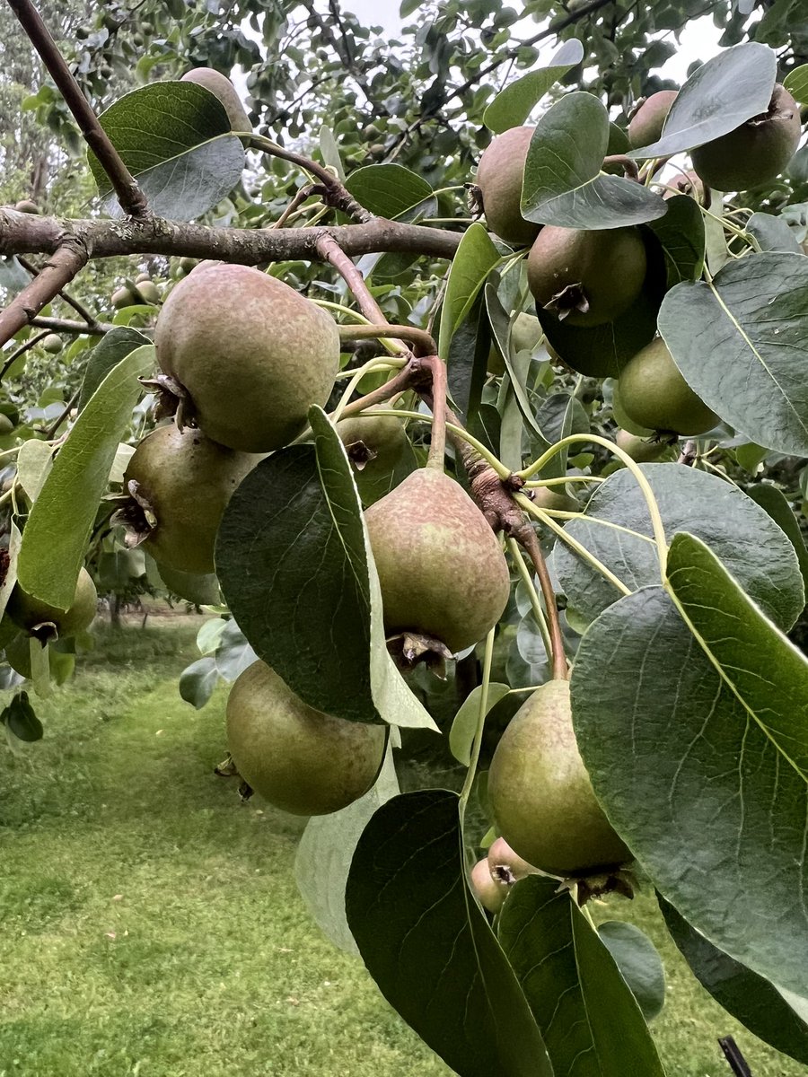 Trevor_FJ's tweet image. Perry pears are thought to be derived from wild hybrids, known as wildings, between the cultivated pear Pyrus communis subsp. communis brought into Europe by Romans, and into England by Normans and the native now-rare wild pear Pyrus communis subsp. pyraster. #perry #pearcider