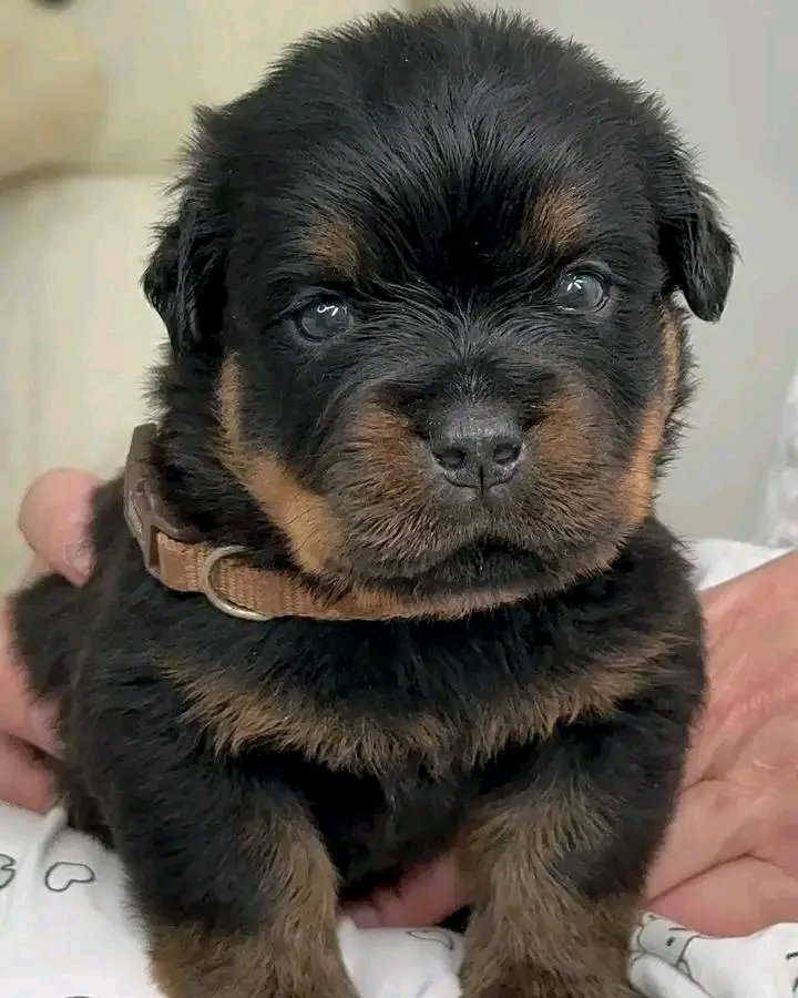 rottweiler7633's tweet photo. Cuteness overloading 🥰 https://t.co/ALmOqntQXX