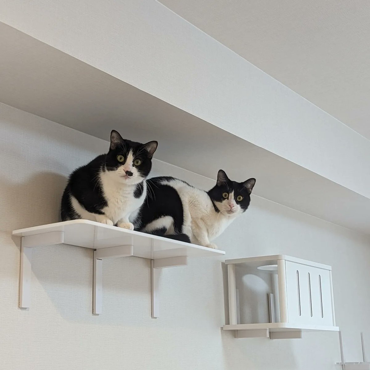 refreshjoy13's tweet image. 猫を迎えて1年半。
立派な大人猫になりました。
最近は、サロンの引越しを決意し、いよいよ！
という段階になりました。
同じ淀川区ですが、十三ではなく、東三国に移ります。
阪急ではなく地下鉄御堂筋線の沿線になります。
新しいリフレッシュ・ジョイもよろしくお願いします。