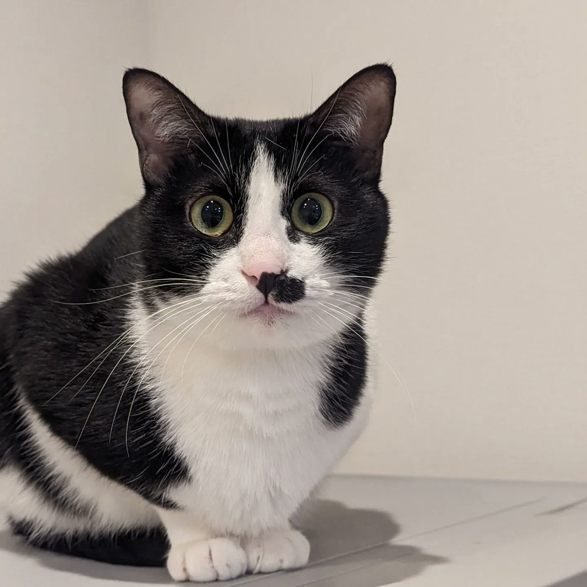 refreshjoy13's tweet image. 猫を迎えて1年半。
立派な大人猫になりました。
最近は、サロンの引越しを決意し、いよいよ！
という段階になりました。
同じ淀川区ですが、十三ではなく、東三国に移ります。
阪急ではなく地下鉄御堂筋線の沿線になります。
新しいリフレッシュ・ジョイもよろしくお願いします。