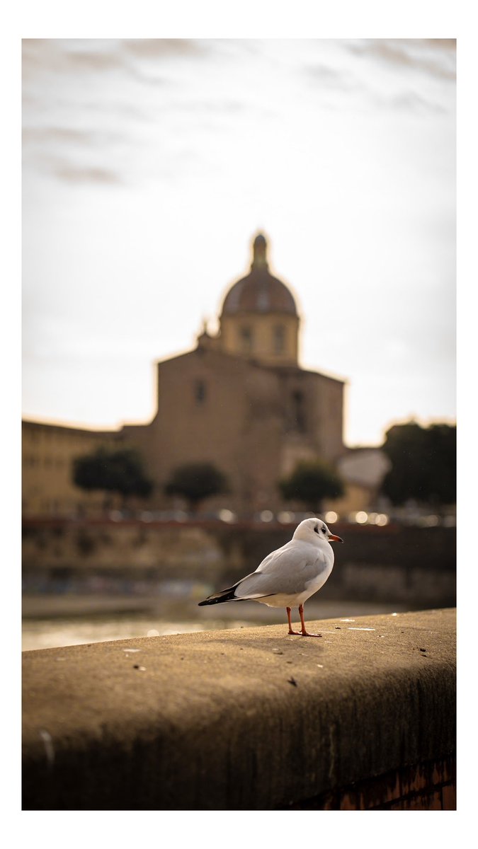 KNYCPHOTO's tweet photo. Firenze photo walk during the rest on business trip.

#Firenze
#フィレンツェ 
#写真好きな人と繋がりがたい 
#写真撮ってる人と繋がりたい https://t.co/qdwBKU4IfS