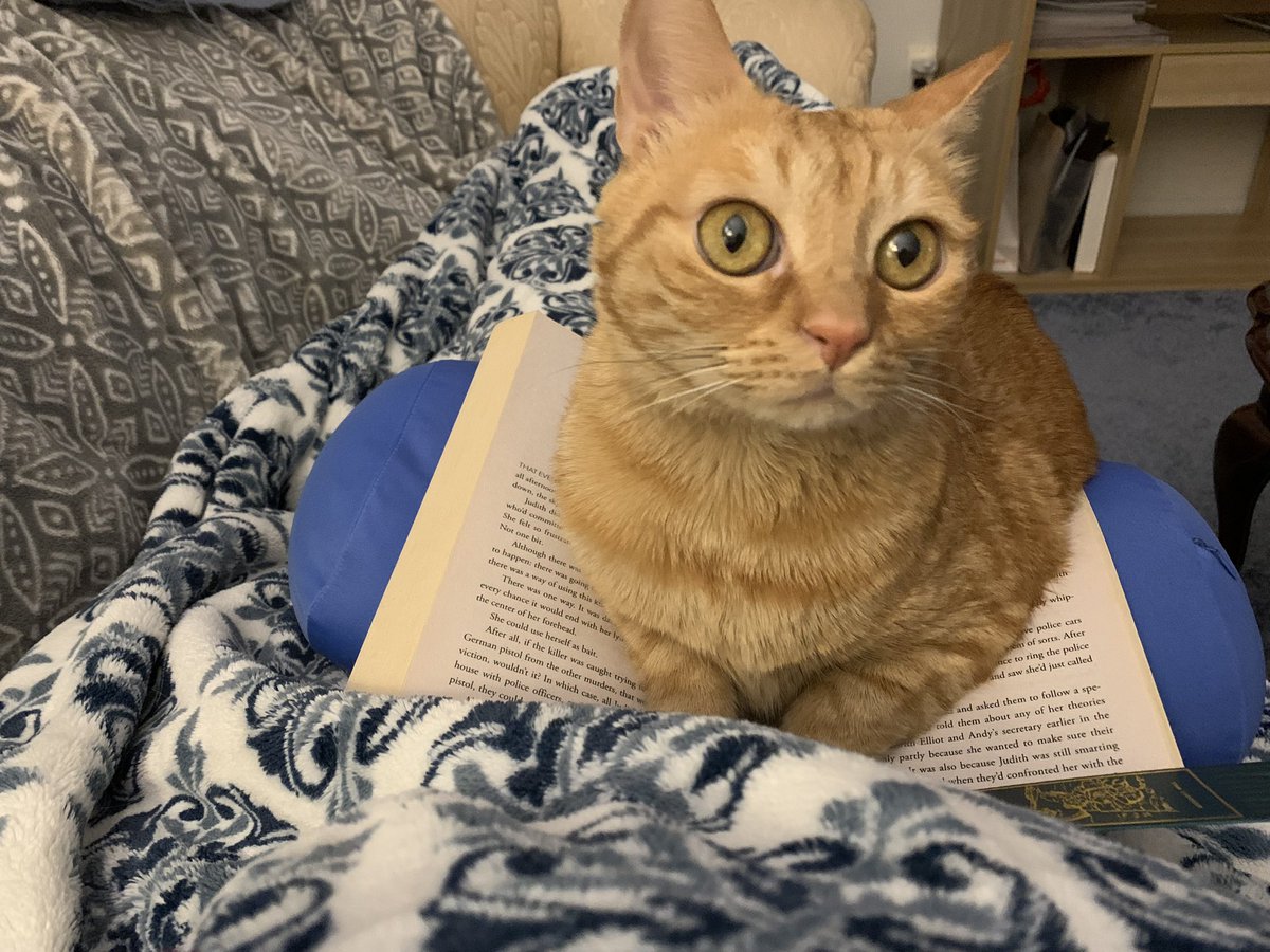 UsaUkItaly's tweet photo. I’m trying to finish this mystery but apparently my cat doesn’t want me to learn the identity of the killer🙄 https://t.co/WhJByb4wX6