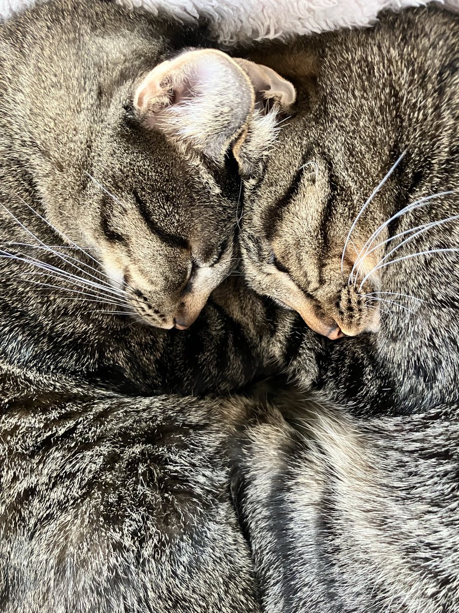 MGlaces's tweet photo. うちの子達が今日もかわいー
ので、見ていただきたくなりました！

#猫兄弟　#猫仲良し　#猫愛しい https://t.co/rBtiSrXiNf