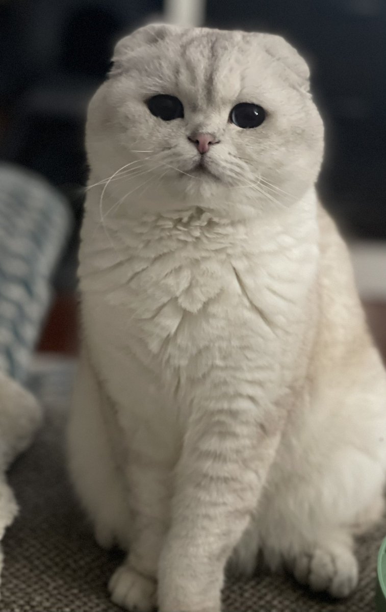 This guy is the sweetest cat I’ve ever had. When I’m unwell or sad, he doesn’t leave my side.