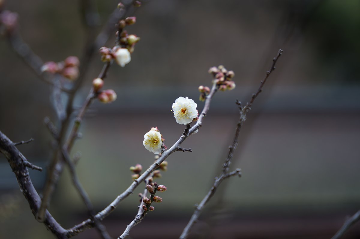 本日、御神木「飛梅」が開花しました。 明日、明後日は大学入学共通テストの試験日です。 皆さまの日々の努力や思いが実を結び、希望が叶いますよう心よりお祈りいたします。   #太宰府天満宮 #天神さま #飛梅 #願いは咲く #受験合格 #受験生 #大学入学共通テスト #dazaifutenmangu