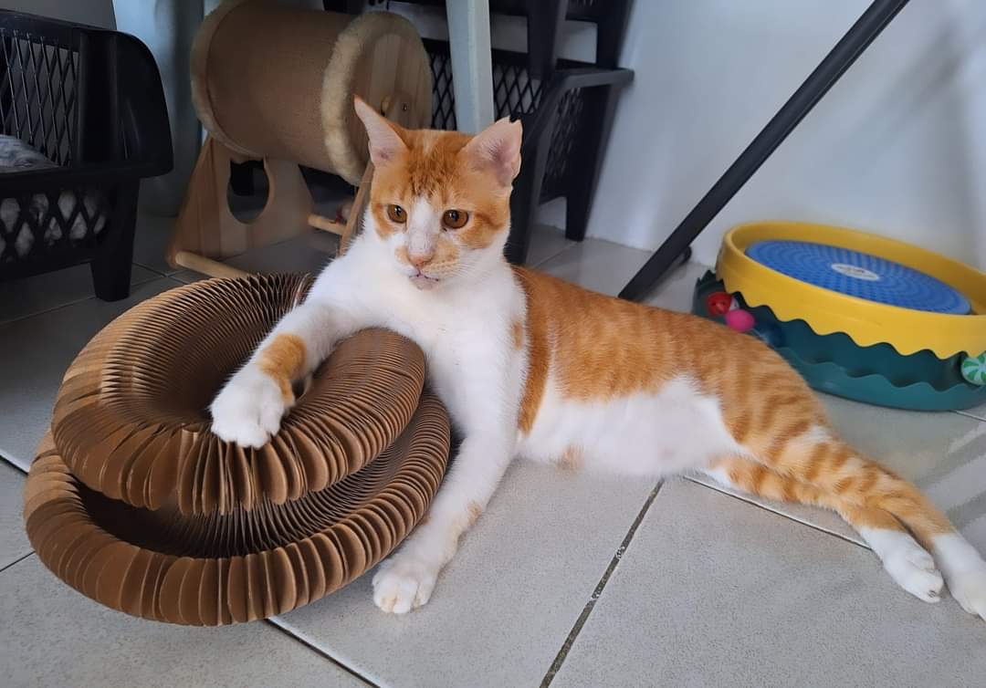 ToffeeMendi's tweet photo. Happy Friday!! Bennie with his new toy 🥰 #cat #cute #catlife https://t.co/ElSzCJJjlx