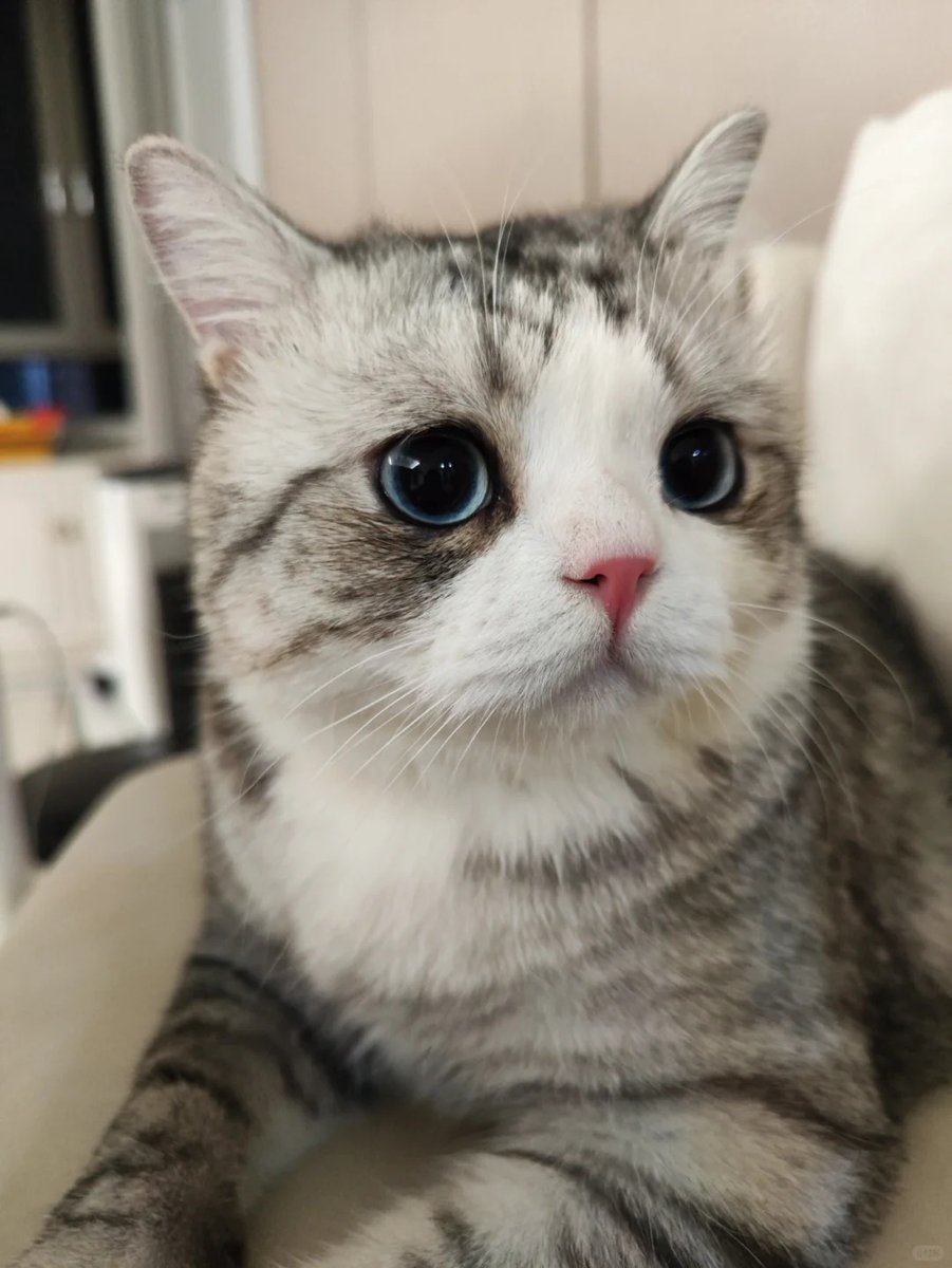 Aulisine's tweet image. I really love the way it looks. It's super cute. #Heal
#Kitten #Webchallenge #Hakimi #PurpleGoldCreme #MankikanbantamCat