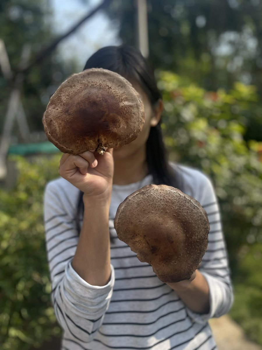 sosang27's tweet photo. Our brand new shiitake sawdust spawn is a success 

Here’s a 5-inch-diameter cap of shiitake grown by a Mokokchung farmer using our new premium shiitake sawdust spawn. 

Sawdust spawn has faster spawn run, shorter time to harvest and more cost-effective for large-scale growers https://t.co/M8a1pLkhws