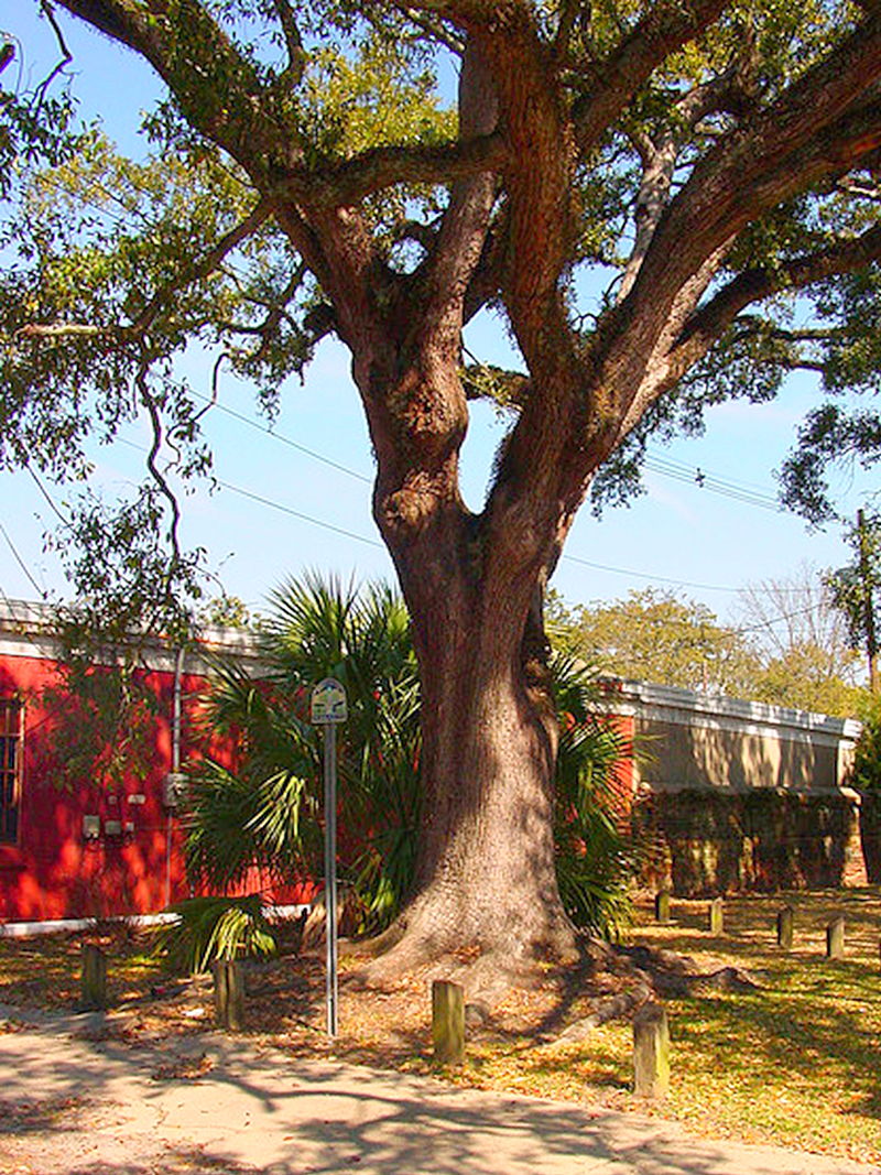 The most #haunted locations from every US state post of the day.    

Going to ALABAMA

"The Haunting of Boyington Oak: Mobile's Eerie Arboreal Specter"

In the heart of Mobile, Alabama, amid the antebellum charm and Southern mystique, lies an arboreal enigma that stands as a