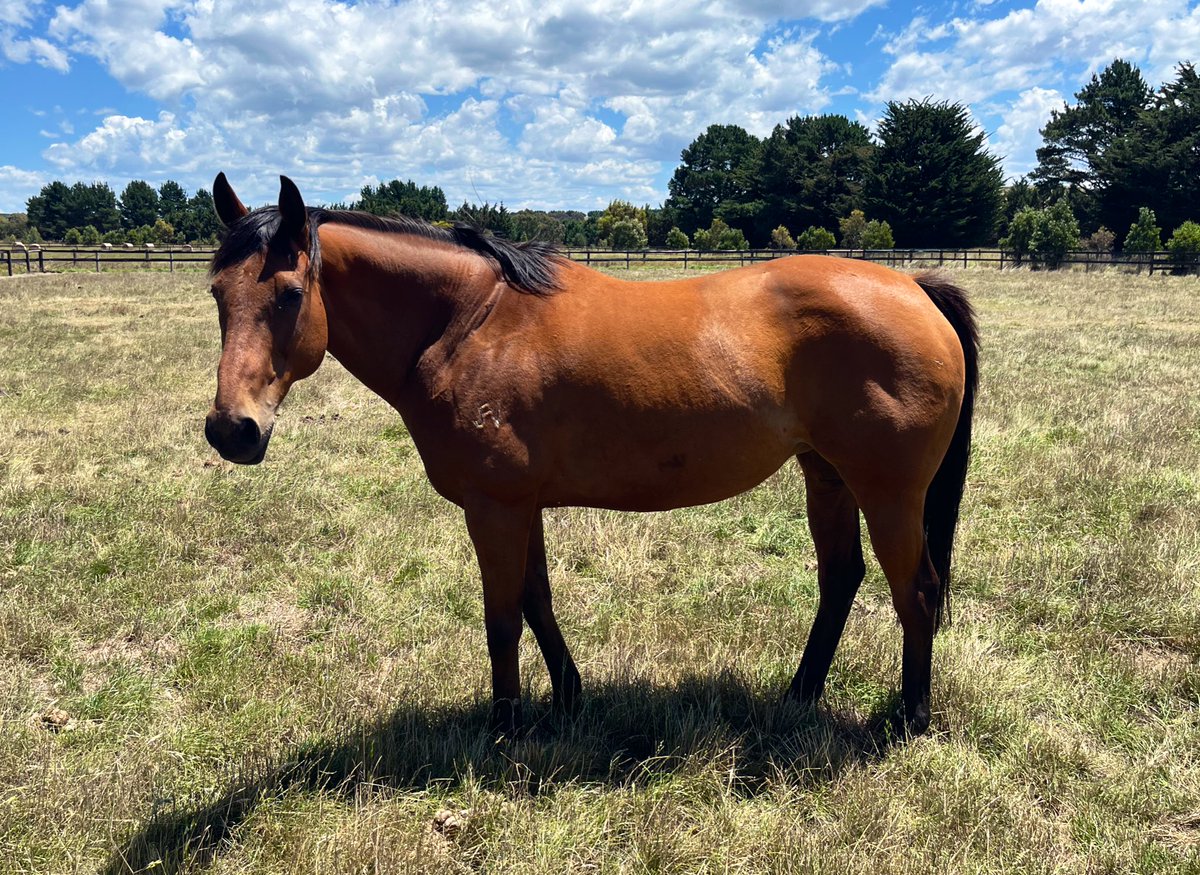WingrovePark's tweet photo. We are heartbroken to have said goodbye to Her Command (Commands x Villa Igea) this morning after suffering from colic 💔

May she fly high and her progeny do their beautiful Mum proud 🕊️ https://t.co/5G3INEtM7P