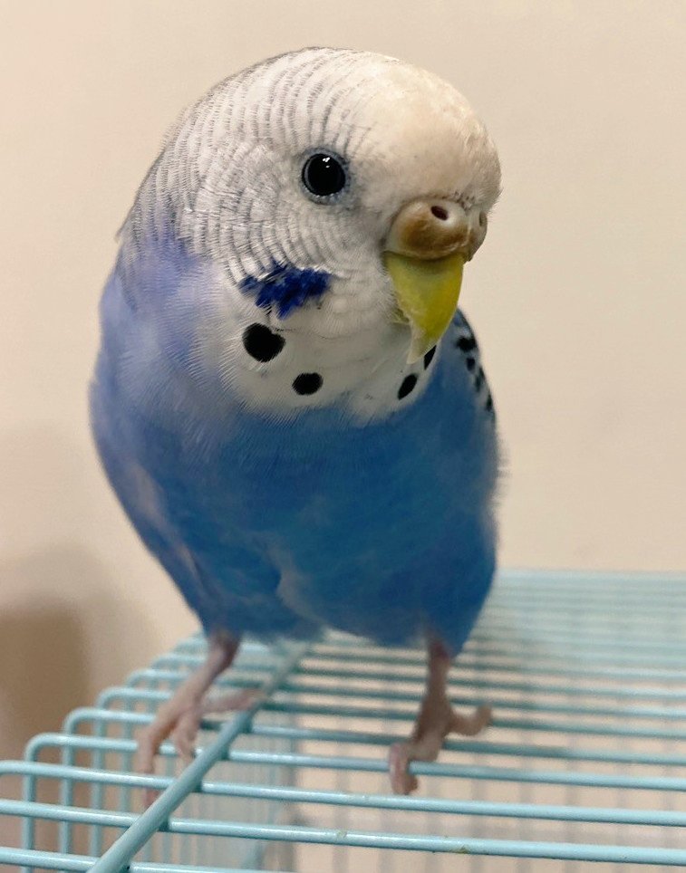 インコを探しています。 (@J7Obq6i3iP10396) / Posts / X