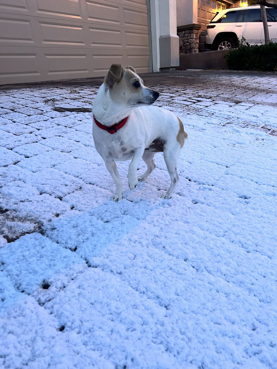 KLSatowski's tweet photo. Baby’s first snow ❄️ https://t.co/bJVQgk7wlD