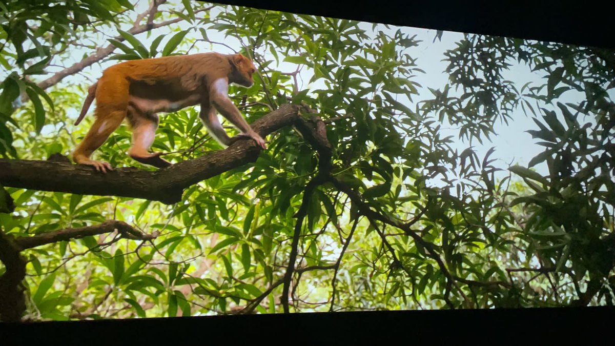 Derek__17's tweet photo. Theatre motham claps climax ki. Literally goosebumps stuff. #Hanuman must watch https://t.co/5YEGAdwcf6