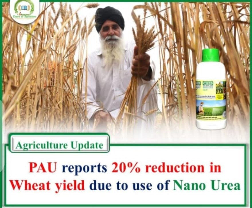 ch_karan_7's tweet photo. According to the study,using "Nano" urea results in a significant 21.6% loss in wheat 🌾G fin yield and a 13% fall in rice yield. the experiment also revealed that the above ground tiller biomass and roots volume was lesser in the application of Nano urea.
#Nanourea  @MundaArjun https://t.co/lUW2hZf3BD