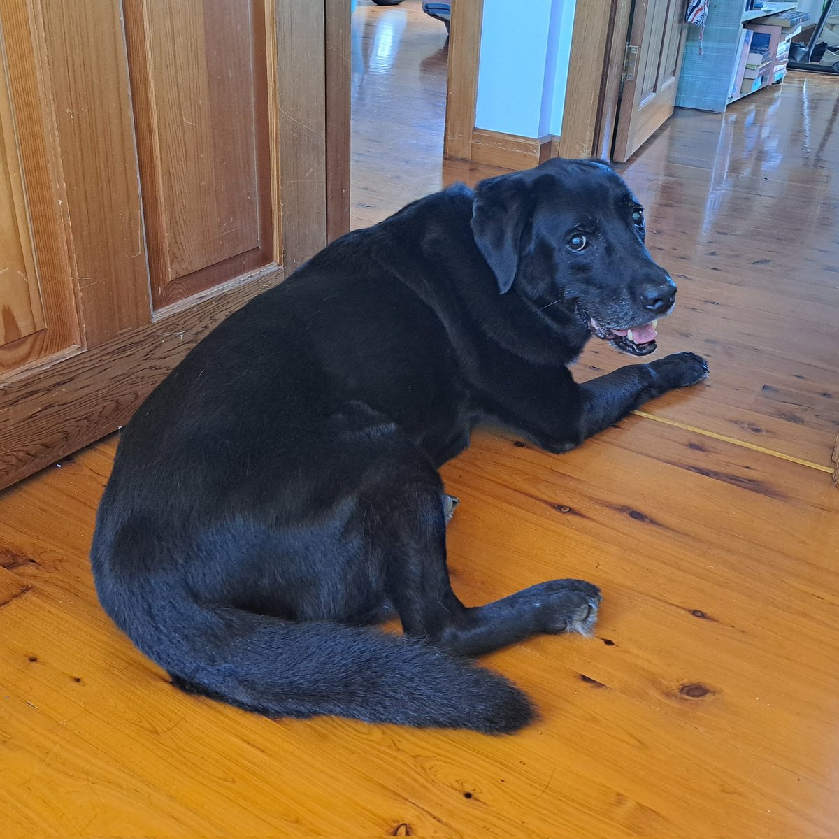 tallandtrue's tweet photo. "Twinged" my back carrying Jet upstairs this morning. Used my Kris Kringle back massager and braced myself to carry him downstairs this afternoon. Pop back up for a moment, and he follows me! "Your crook knee, my crook back, remember, Jet!?" π #dogs #mydog #mydogposts https://t.co/UehQMwddbY