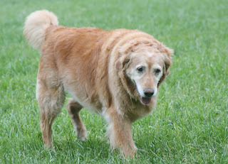 EDITORatWORK's tweet photo. #old_dogs VIDEO LINKS TO SENIOR DOGS #senior_dogs
https://t.co/j5GrqGZkqx https://t.co/8k9ZF0DmMT