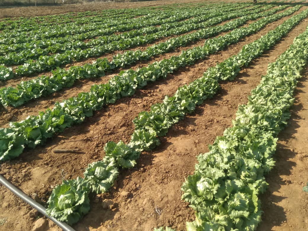 tmatimati's tweet photo. @seedlings_veg @mucharedzeyi @SyngentaZW @CelinaHatidani @Kuda_Chief_Veg Waikiki is very excellent, my goat.......uniform heads/wrapping. Resistant to bolting https://t.co/jQJqmoJalW