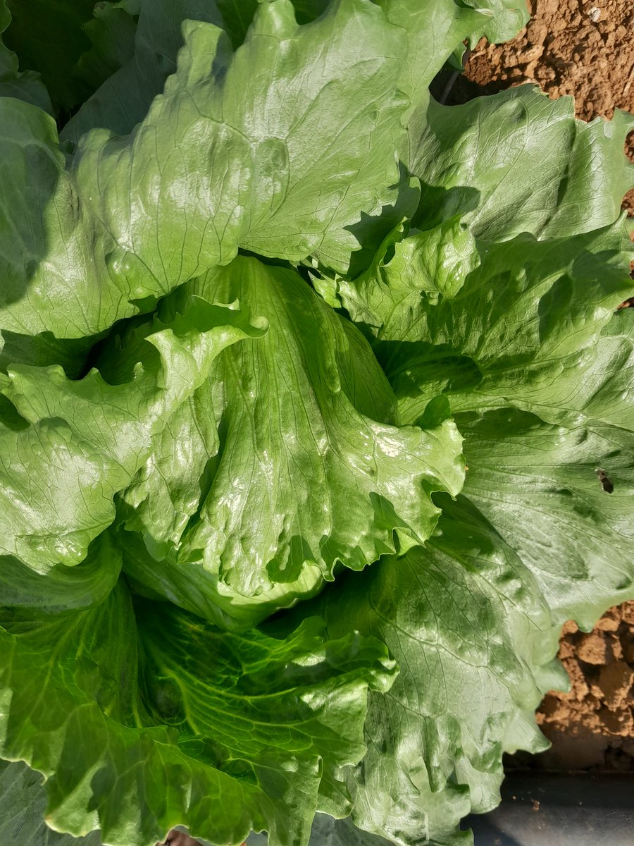 tmatimati's tweet photo. @seedlings_veg @mucharedzeyi @SyngentaZW @CelinaHatidani @Kuda_Chief_Veg Waikiki is very excellent, my goat.......uniform heads/wrapping. Resistant to bolting https://t.co/jQJqmoJalW
