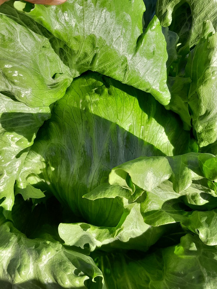 tmatimati's tweet photo. @seedlings_veg @mucharedzeyi @SyngentaZW @CelinaHatidani @Kuda_Chief_Veg Waikiki is very excellent, my goat.......uniform heads/wrapping. Resistant to bolting https://t.co/jQJqmoJalW