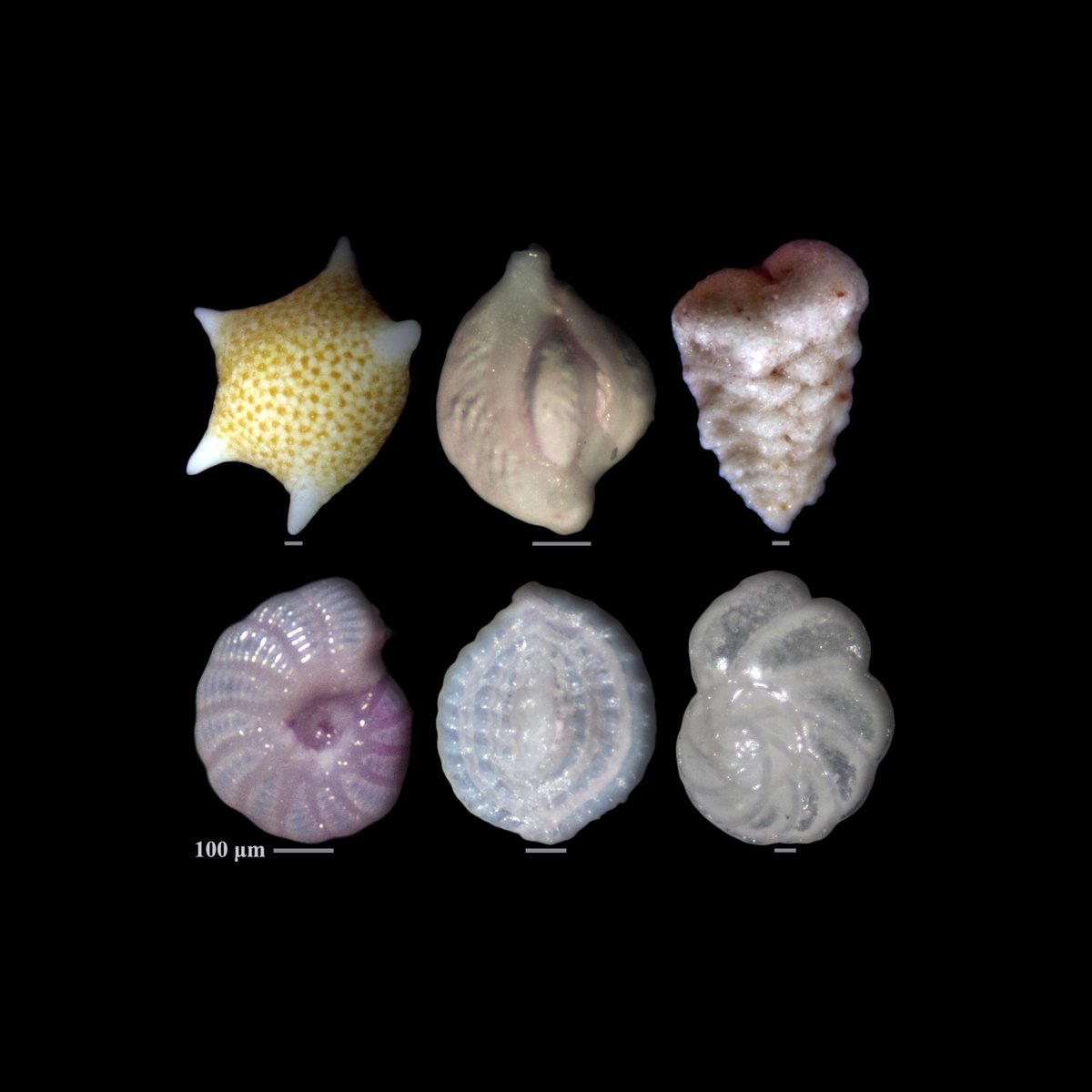 Shai Oron tweet media