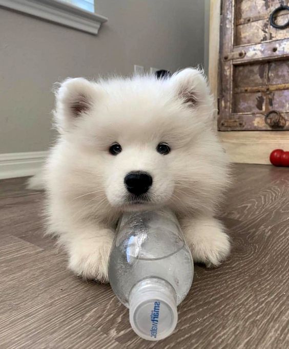 dogs so cute that could save the world (@dogssaveworld) on Twitter photo 