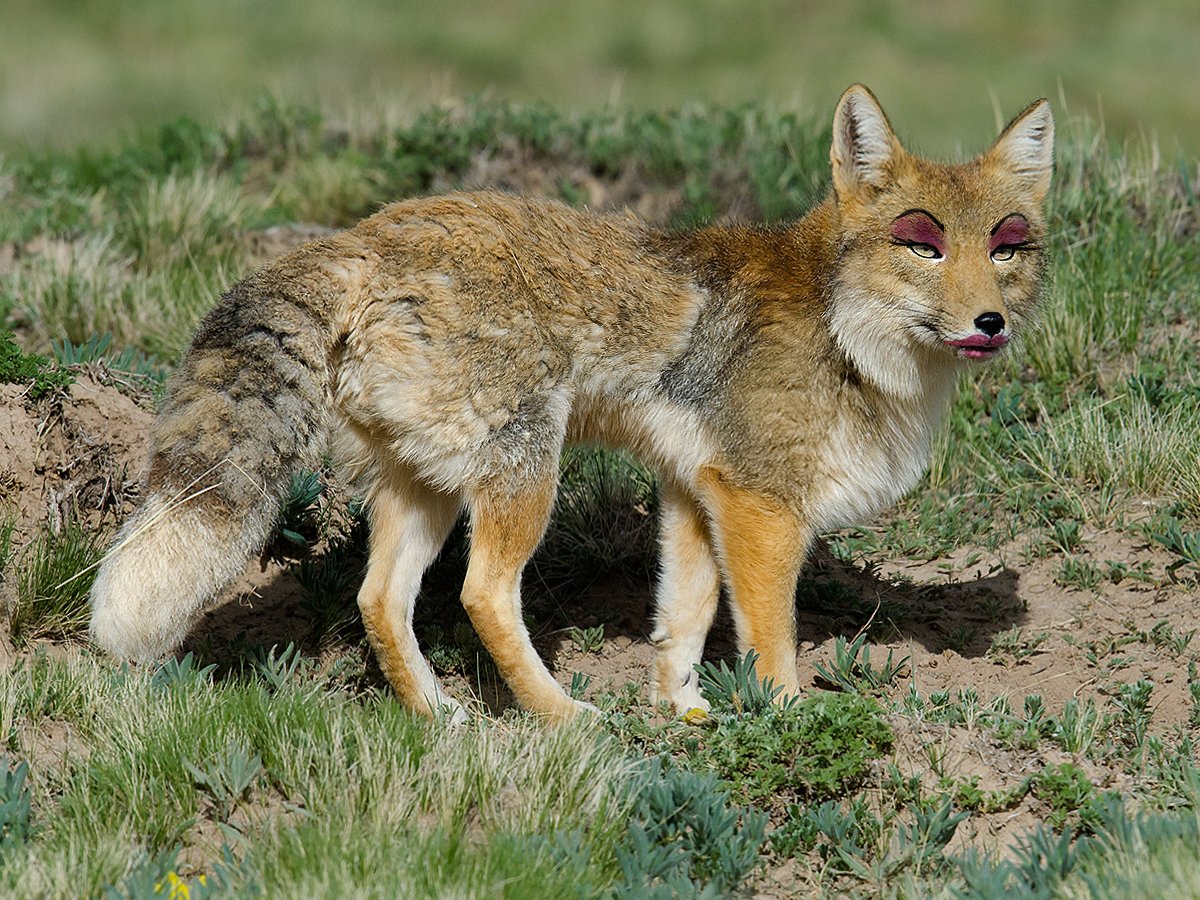 ScringlyBingly tweet media