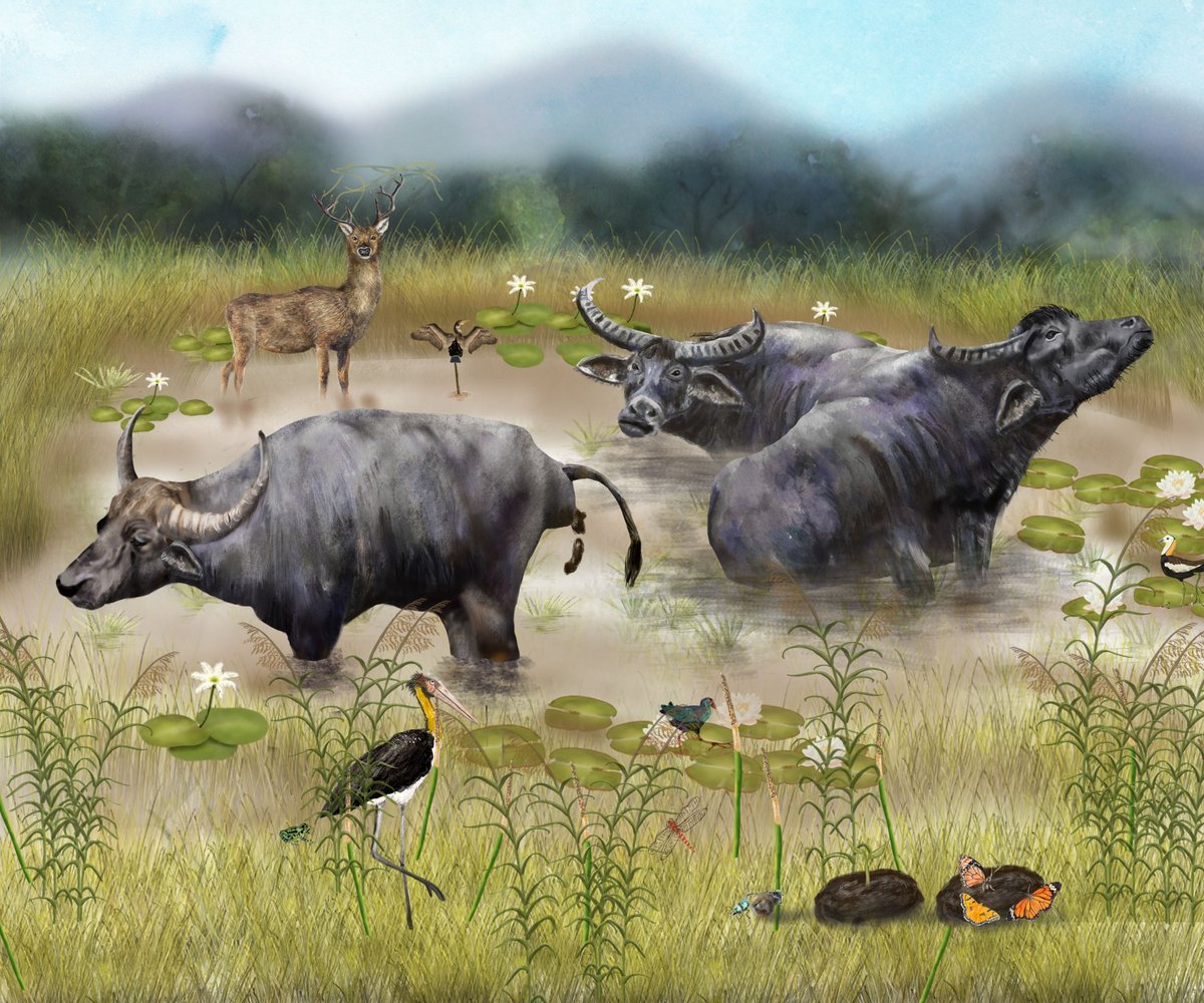 The #Wetland #Ecosystem of the #Kanha Buffalos #Illustration: buffalos help transfer terrestrial nutrients to aquatic environments, through their dung. 

All inputs by @jkborah @ninad_mungi

#microhabitat #scientificillustration #rewilding #conservation #indiaves