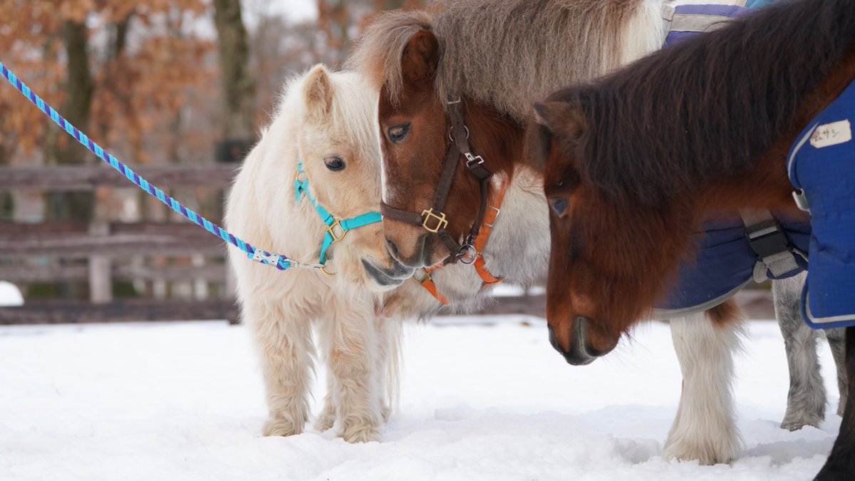 northern_horse's tweet photo. 撮影中のチャチャくんに、次々となかまたちがやってきました♪

「ぼく、キマってるでしょ！…だけど、ちょっとあっちで待っててね」

#チャチャくん
#野次馬 https://t.co/FSicSRW3Zm