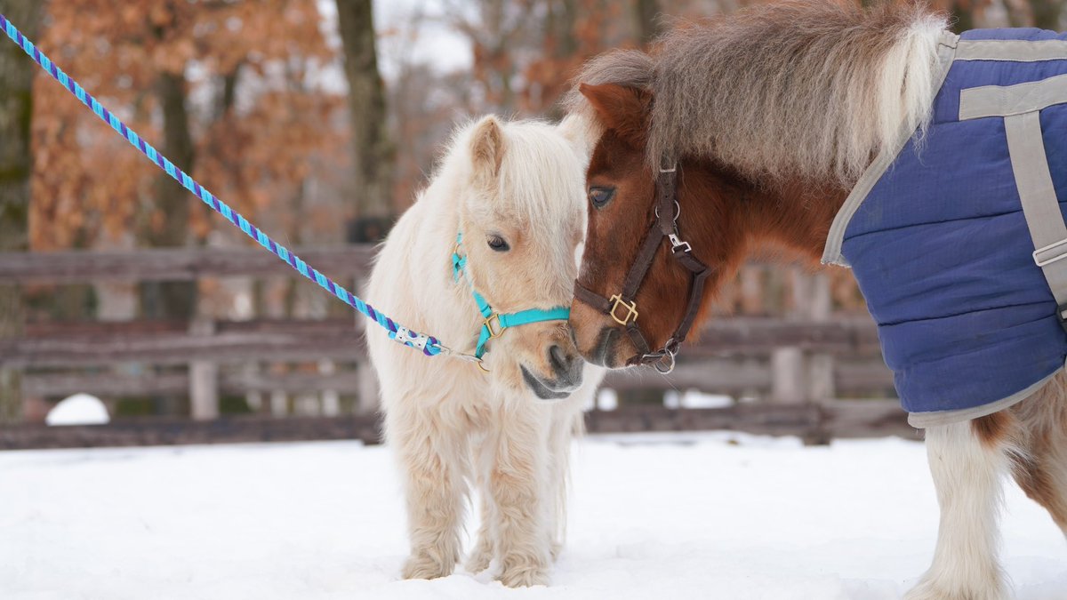 northern_horse's tweet photo. 撮影中のチャチャくんに、次々となかまたちがやってきました♪

「ぼく、キマってるでしょ！…だけど、ちょっとあっちで待っててね」

#チャチャくん
#野次馬 https://t.co/FSicSRW3Zm
