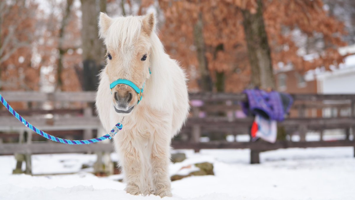 northern_horse's tweet photo. 撮影中のチャチャくんに、次々となかまたちがやってきました♪

「ぼく、キマってるでしょ！…だけど、ちょっとあっちで待っててね」

#チャチャくん
#野次馬 https://t.co/FSicSRW3Zm