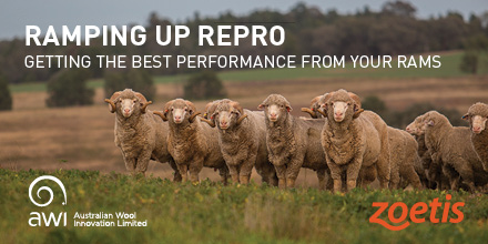 Register now for our RAMping Up Repro™ workshop, focused on improving ram performance and working longevity in commercial sheep enterprises - mailchi.mp/f78f6fcef6f1/s… @woolinnovation @4FlocksSake