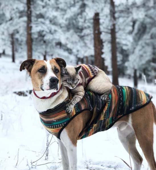 Good morning X-Friends…🌷☕️
Have a happy Friday and a beautiful weekend🌲☃️❄️🐕🐈🩵

#FridayFeeling 🌷 #CoffeeTime ☕️ #AnimalLovers 🩷 #StayPositive ☃️ #WeekendVibes ❄️ #PeaceAndLove 🕊️