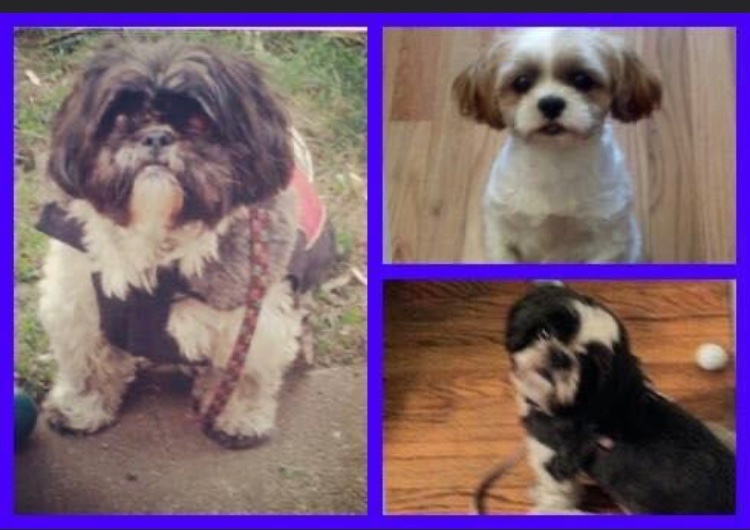 Cin818's tweet photo. Ugh, how I miss these babies. Happy Heavenly Birthday to our Sammy💙 We miss and love our little kielbasa posse https://t.co/wZwKEZZ04w