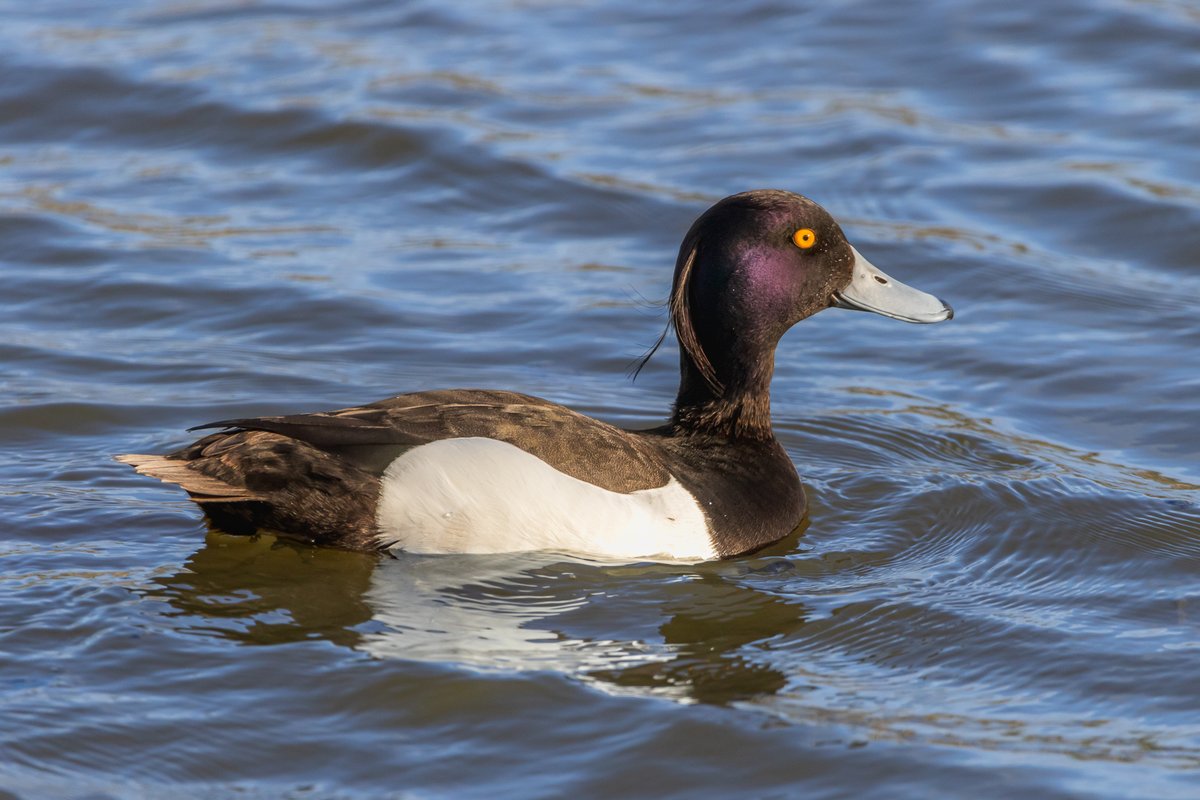 Good morning all. Something a bit different today, a Tufted duck. Wishing everyone a happy Friday and a relaxing weekend ahead. #TwitterNatureCommunity #NaturePhotography #Duck #naturelovers #nature #birdphotography andyjennerphotography.com