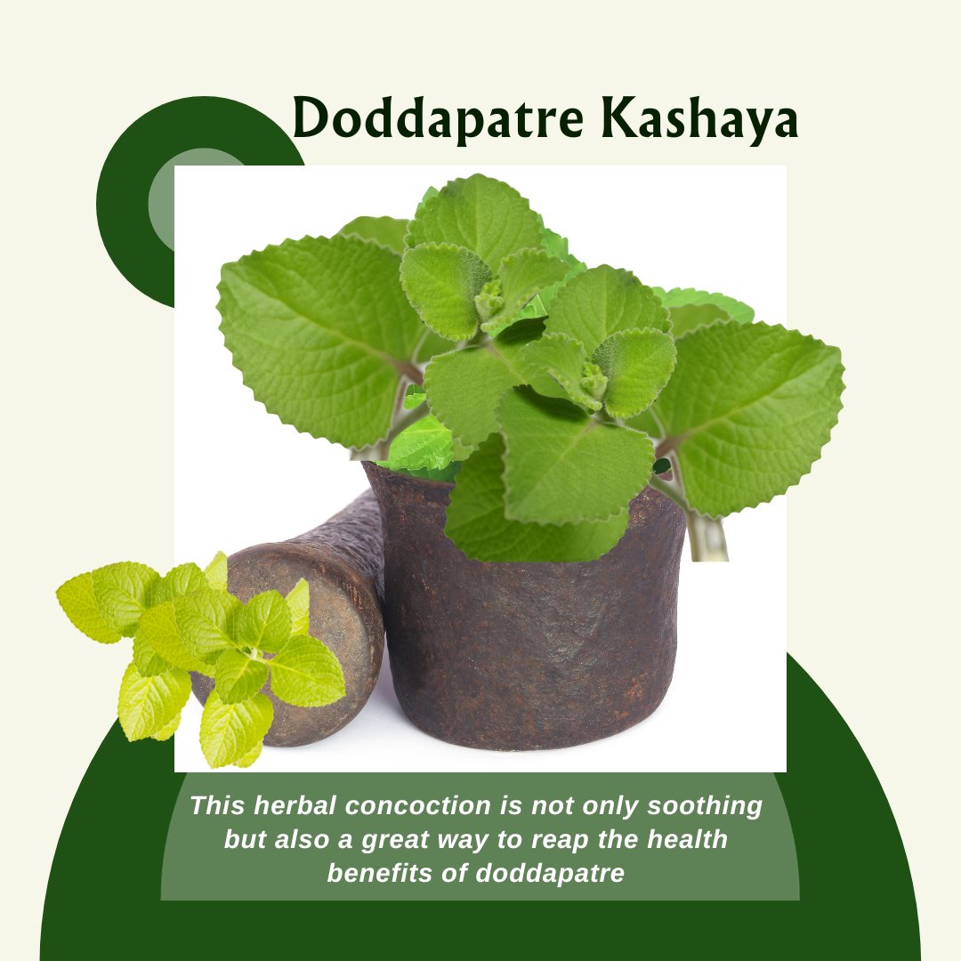 UrbanMali's tweet photo. Exploring the Magic of Doddapatre Cuisine! ✨🌱

Doddapatre, also known as Indian Borage, has been thriving in my garden lately, and I can't help but share the delicious treasures it brings to my kitchen!  

#DoddapatreCuisine#Indianborage#UrbanMali #UrbanGardening https://t.co/3thgO4vpgb