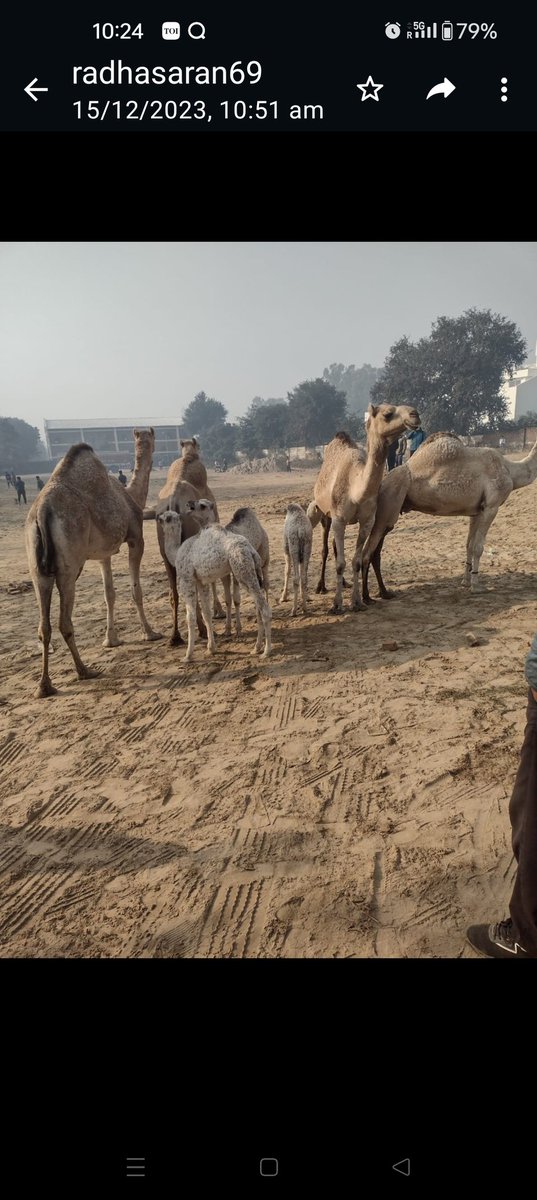 Poonam_Chum's tweet photo. Including camels in #Dayalbagh ecosystem speaks volumes about community's commitment towards @UN #SDGs&amp; celebrating @UN year of camelids. Community welcomes camels in Gaushala by way of cultural programmes by #Superhumans&amp; #DEI
https://t.co/tanj8Wn28M
@DayalbaghWayofLife
@AgriGoI https://t.co/ajSbQuAng2