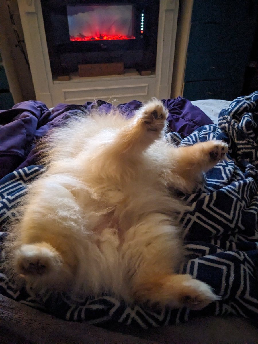 odiesislandlife's tweet photo. Passed out by the warm fire after having a fun snow day ๐ฅฐโ๏ธ๐ฉตโ๏ธ #odiesworld #straightlegs https://t.co/N5TxrIX24l