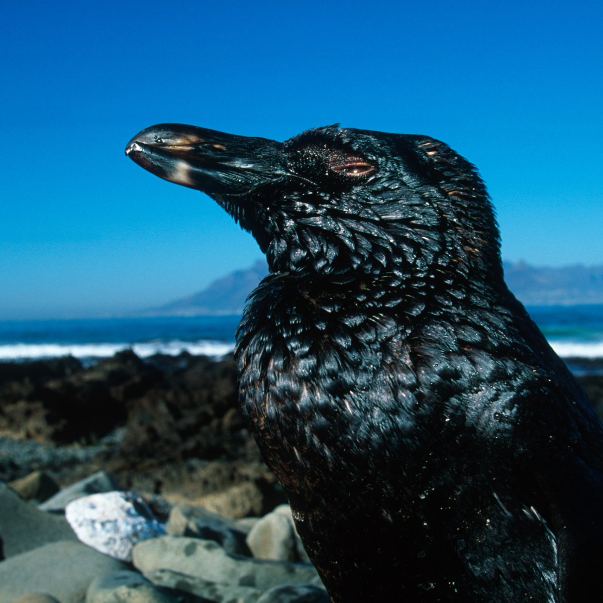 2OceansAquarium's tweet image. Have your say about continued ship-to-ship bunkering in Algoa Bay! Oil spills have devastating consequences for the endangered #AfricanPenguin🐧 Submit your objections to DonavanH@nemai.co.za before Monday, 22 January 2024 📝 #NotOnOurWatch #twooceansaquarium 📸: Martin Harvey