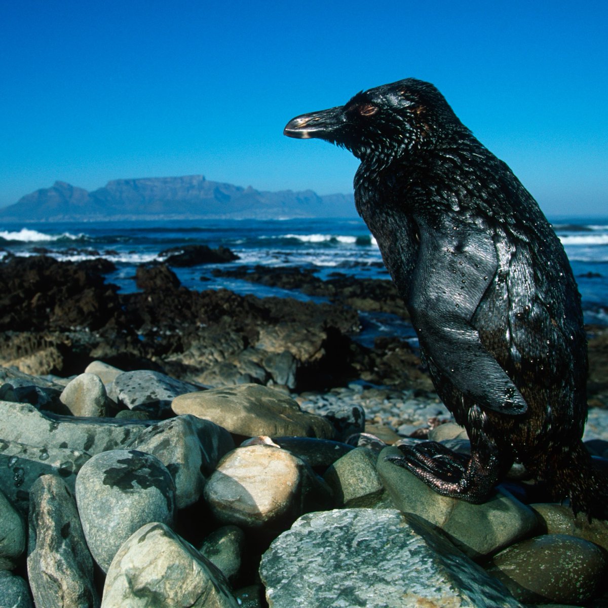 2OceansAquarium's tweet image. Have your say about continued ship-to-ship bunkering in Algoa Bay! Oil spills have devastating consequences for the endangered #AfricanPenguin🐧 Submit your objections to DonavanH@nemai.co.za before Monday, 22 January 2024 📝 #NotOnOurWatch #twooceansaquarium 📸: Martin Harvey