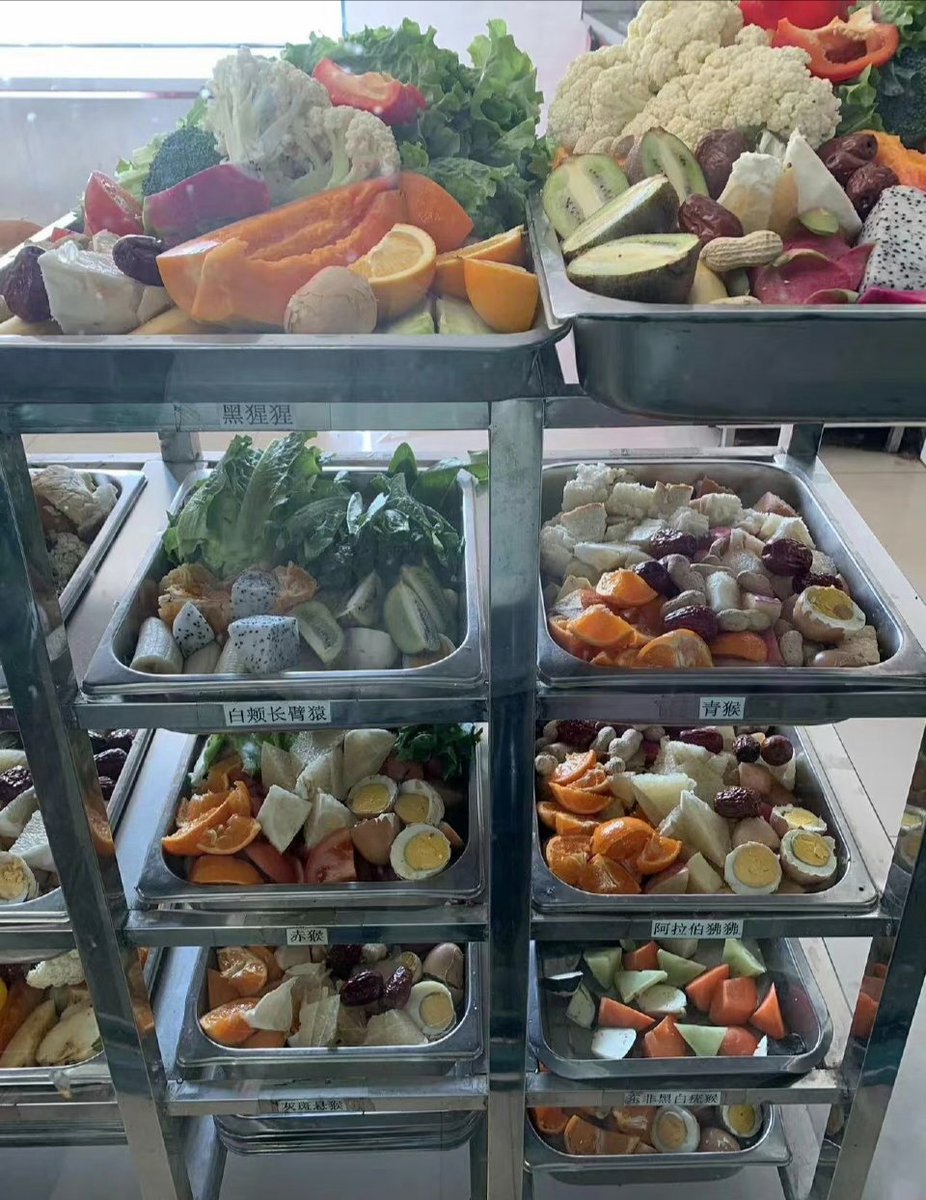 活的不如猴系列