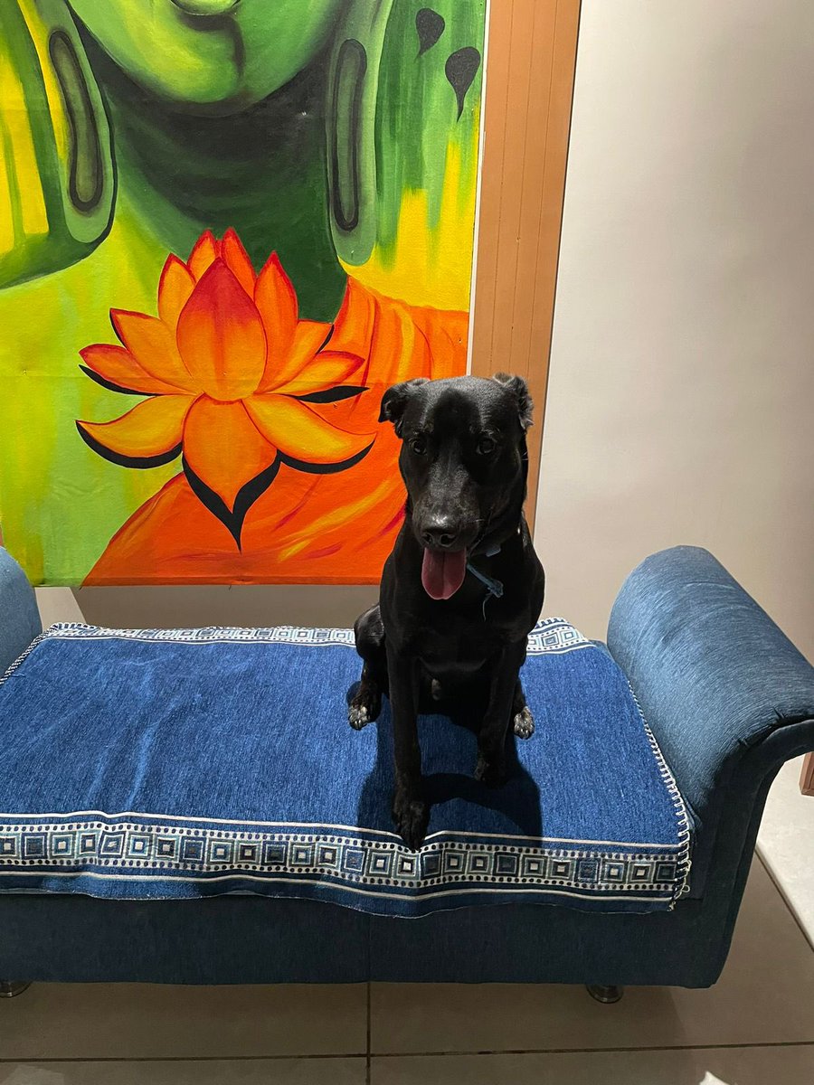 AryaannnnnnnV's tweet photo. 🚨 Missing dog alert! 🐾 Our furry friend , COCO(blue belt) , has gone missing around Chandkheda, Ahmedabad, last seen on 12th January. 🗓️ Please share and contact Megha- 9166671091 if you have any leads. Let's reunite ASAP! 🙏 #MissingDog #LostPet #HelpFindDog #Ahmedabad https://t.co/jxL7SFE8mV