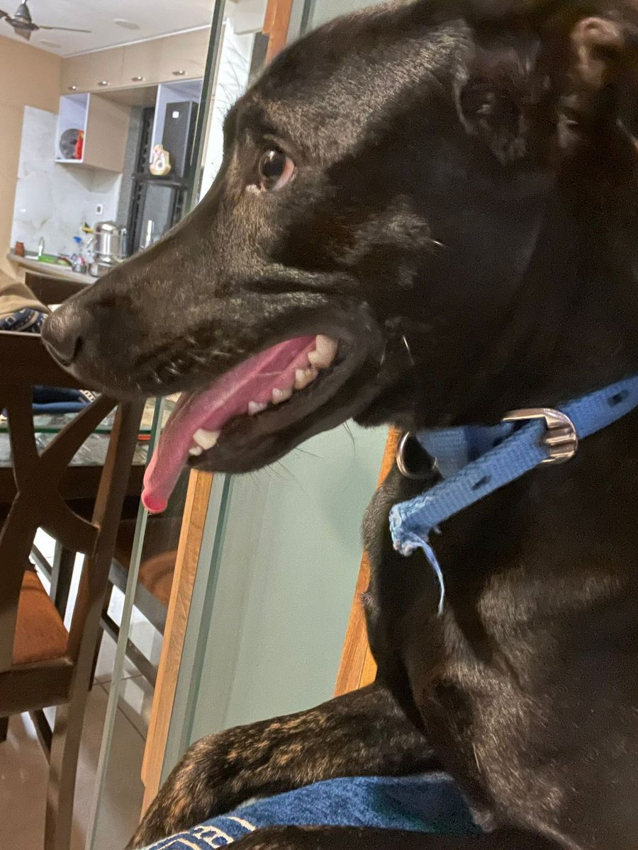 AryaannnnnnnV's tweet photo. 🚨 Missing dog alert! 🐾 Our furry friend , COCO(blue belt) , has gone missing around Chandkheda, Ahmedabad, last seen on 12th January. 🗓️ Please share and contact Megha- 9166671091 if you have any leads. Let's reunite ASAP! 🙏 #MissingDog #LostPet #HelpFindDog #Ahmedabad https://t.co/jxL7SFE8mV