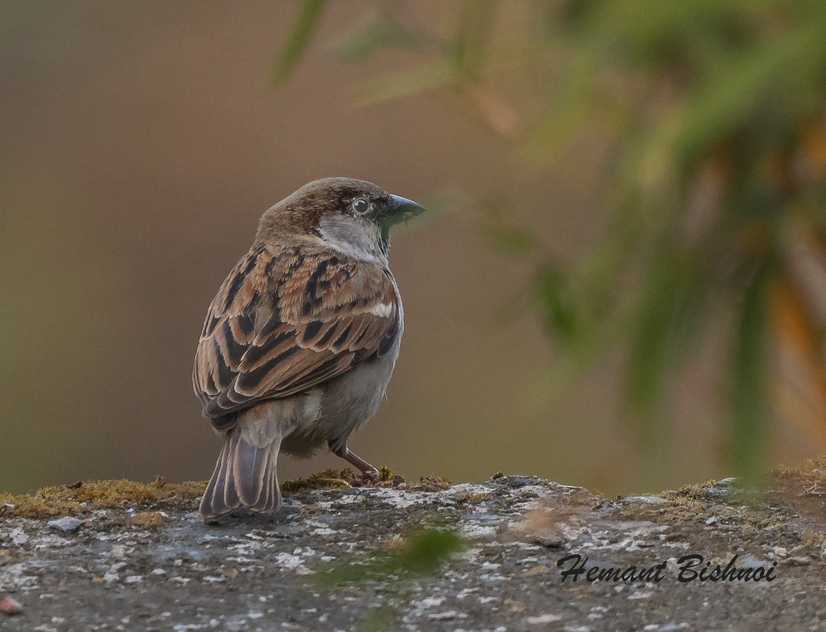 House sparrow #birding #birdphotography #BirdsSeenIn2022 #birds #natgeo #bbcearth #nikonphotography #Nikon #strabopixelclub #wildlife #TwitterNatureCommunity #BBCWildlifePOTD #camera #NatureBeauty #NaturePhotography #TwitterNatureCommunity #NatureLovers #IndiAves #NikonD850