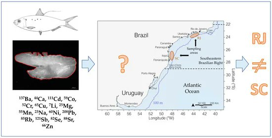 Fishes_MDPI's tweet photo. 🎉#FishesMDPI #NewPaper in 2023!
🐟"#GeographicVariation in Opisthonema oglinum (Lesueur, 1818) in the Southeastern Brazilian Bight Inferred from #Otolith Shape and #ChemicalSignatures" by André Martins Vaz-dos-Santos et al.
https://t.co/6Gf3v7ulCw
#smallpelagicfish #purseseine https://t.co/KdfhMe4Rp3