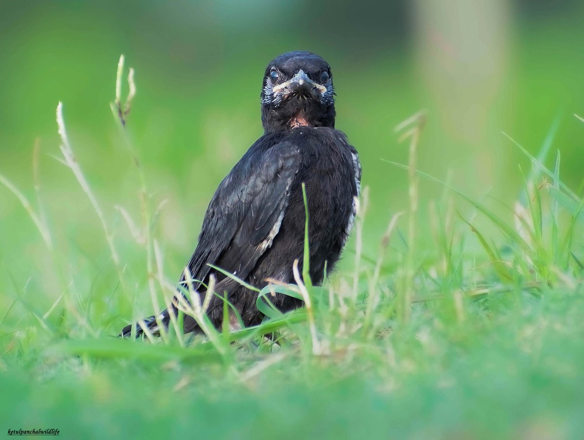 Ketulp5's tweet photo. Name : Black Drungo
#ketulp5 #clickedbyketulp5wildlife
#blackdrungo #birds #birdsphotography
#wildlife #wildlifephotography
#wildlifephotographer #wildlifeofindia #wildlifeonearth #earthcapture
#nature #naturelovers #NaturePhotography
#BBCWildlifePOTD #Nikon #nikond7500 https://t.co/gOF03M1iYb