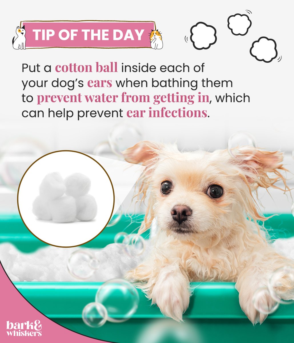 bark_whiskers's tweet photo. Keep their ears dry during bath time with this smart hack! 🐶🛁
Today’s article discusses the dos and don’ts during pet baths. Read it here: https://t.co/TBBDmMqq90
#DogTip #PetTip #DogsOfTwitter #DogsAreFamily #Pet #barkandwhiskers https://t.co/KW36coRsqW