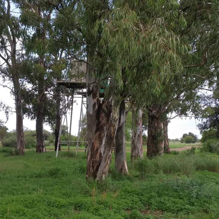 Good morning
The old bluegums where the Kameel station building once stood. 
#kameel #route377
#kameelhuisetussenspore #Noordwes
#railwaystation #history #railwayhistory