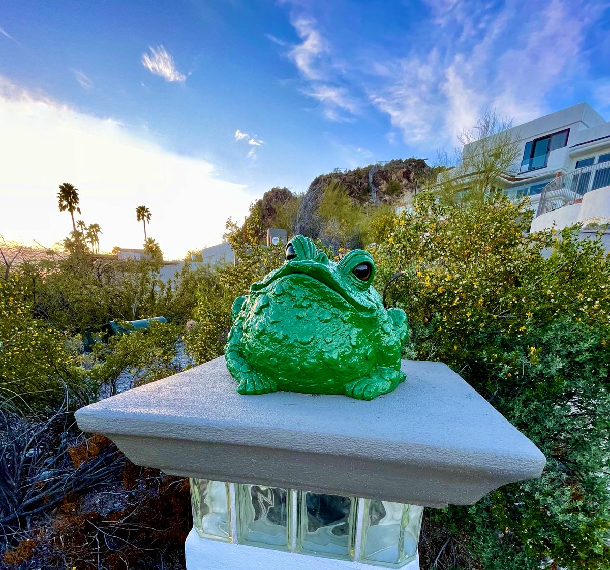Happy Friday !🌞

#Photography 
#ParadiseValley 
#Frog 🐸